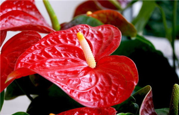 Anthurium material