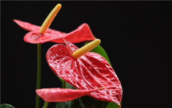 Anthurium material