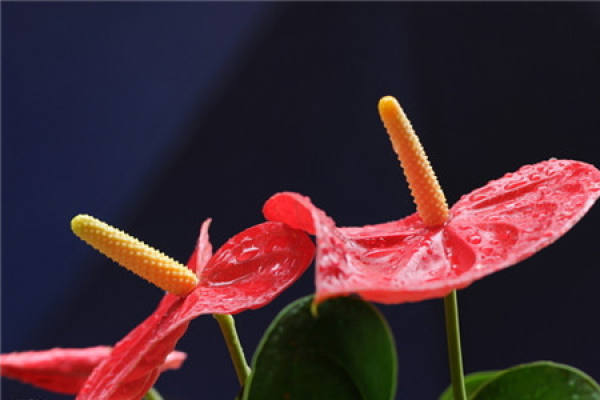 Appreciate the beautiful pictures of Anthurium andraeanum