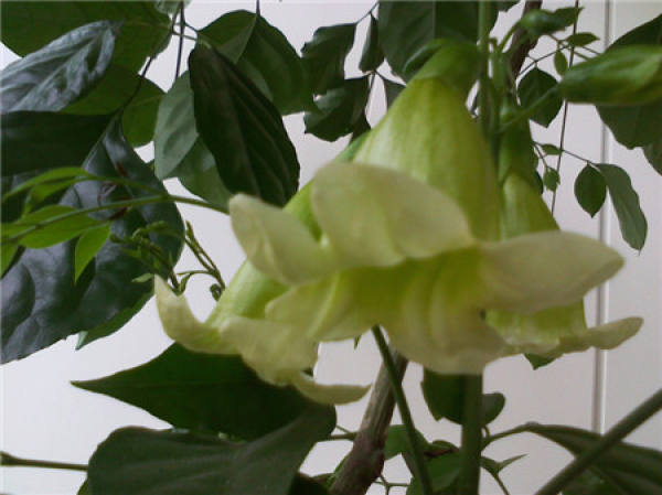 Does the happiness tree blossom?