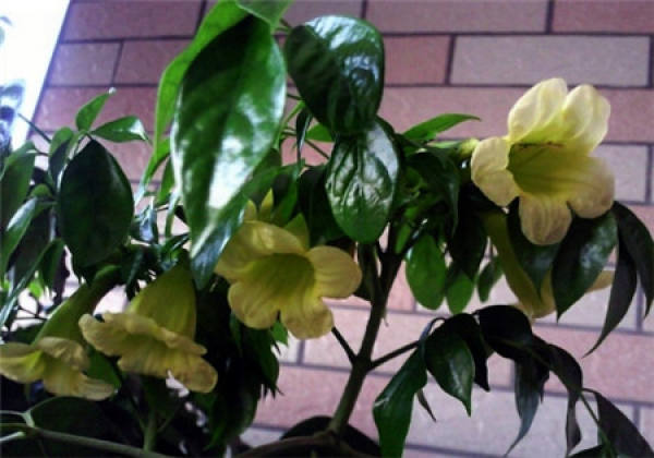 Does the happiness tree blossom?