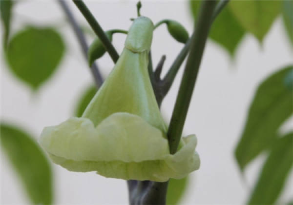 Does the happiness tree blossom?