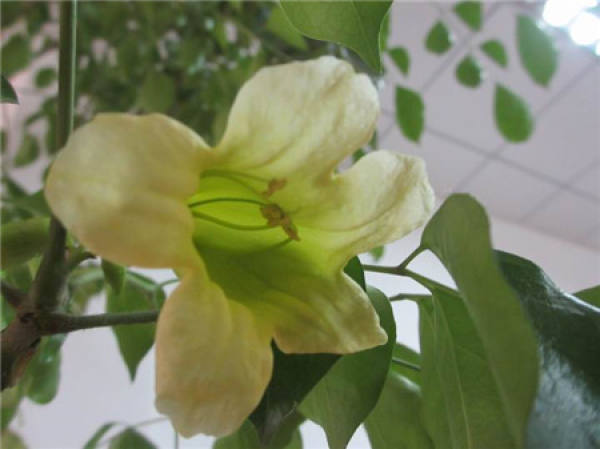 Does the happiness tree blossom?