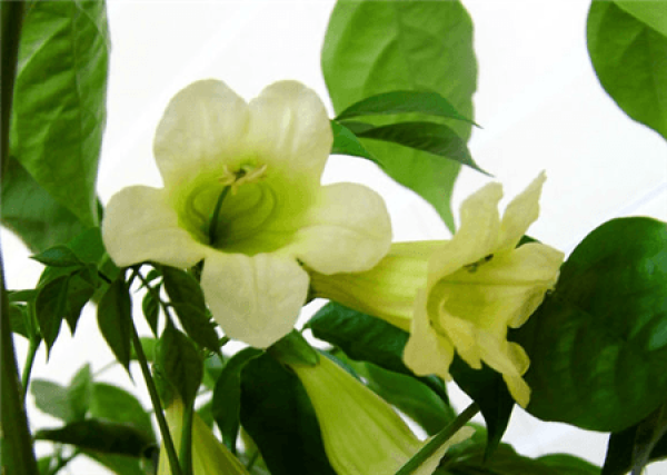 Does the happiness tree blossom?