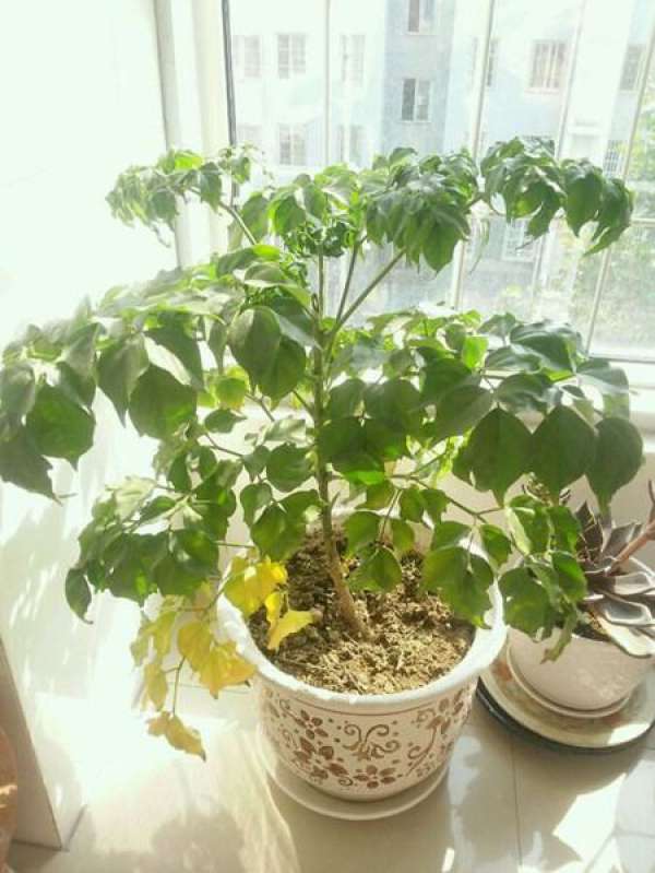 Happiness Tree