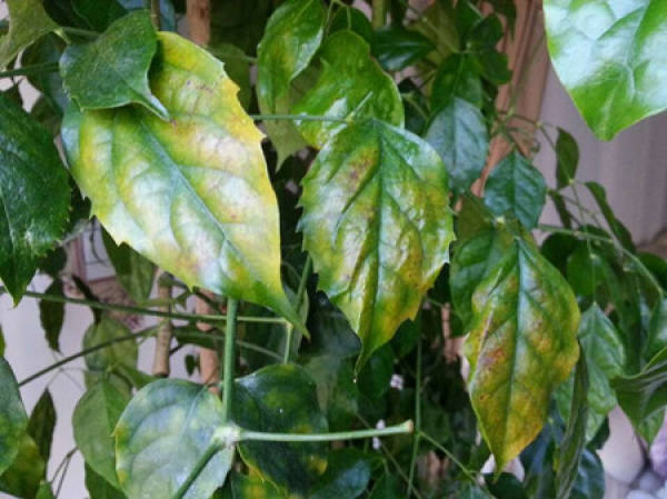 emerald tree