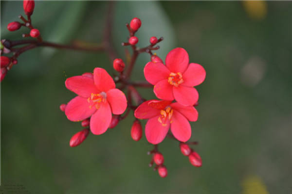 Lysiphyllia