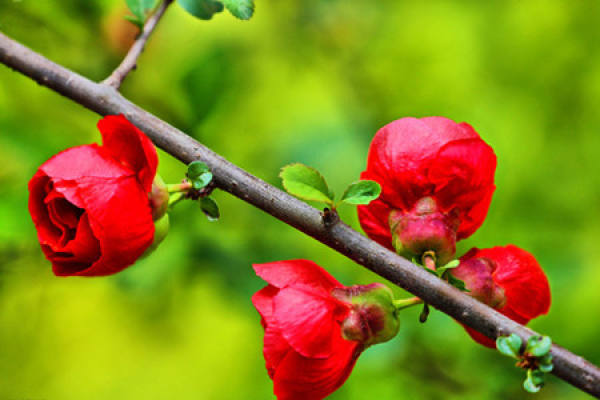 Malus sieboldii
