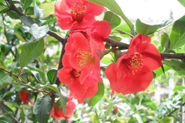 Paste stem crabapple pictures