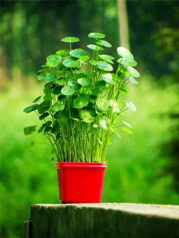 Herba Lysimachiae Longissima