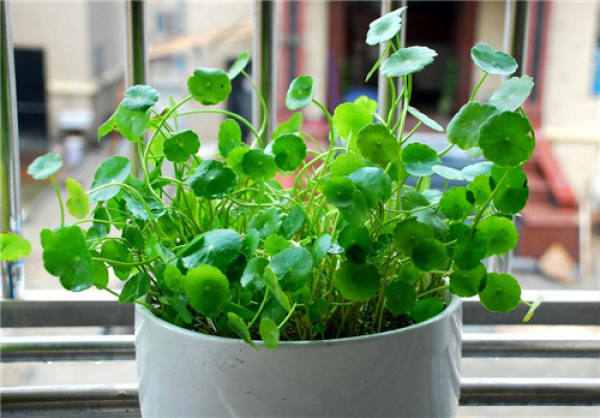 Herba Lysimachiae Longissima