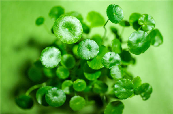Herba Lysimachiae Longissima