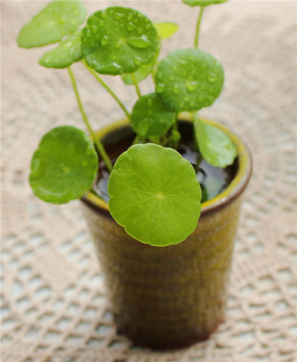 Herba Lysimachiae Longissima