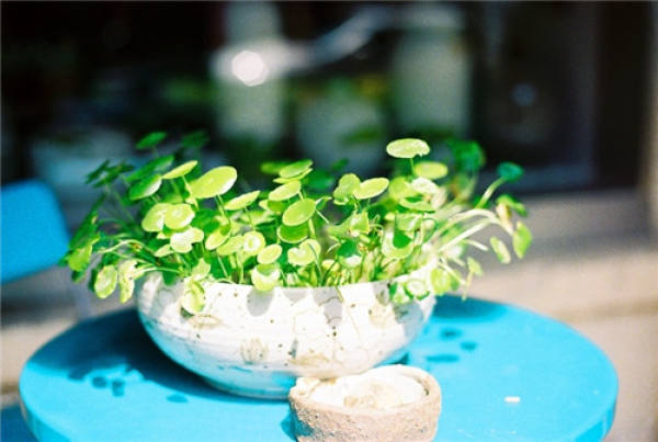 Herba Lysimachiae Longissima