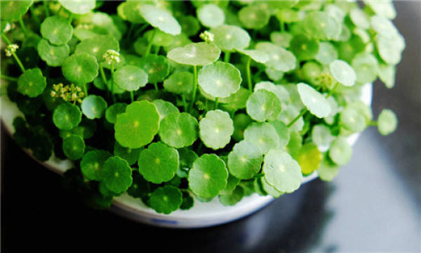 Herba Lysimachiae Longissima
