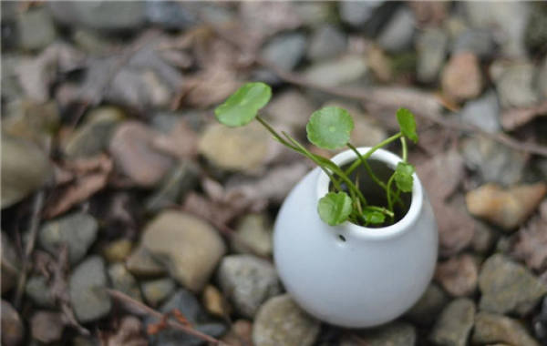 Herba Lysimachiae Longissima