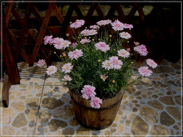The Flower Language of Margaret Flower