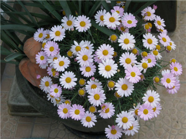 The source of the Margarita flower.