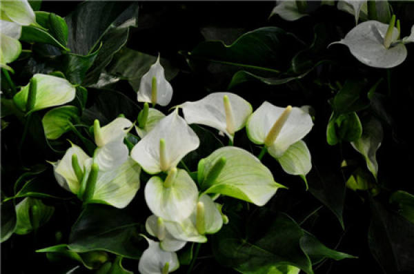 The Best Maintenance Environment of Spathiphyllum