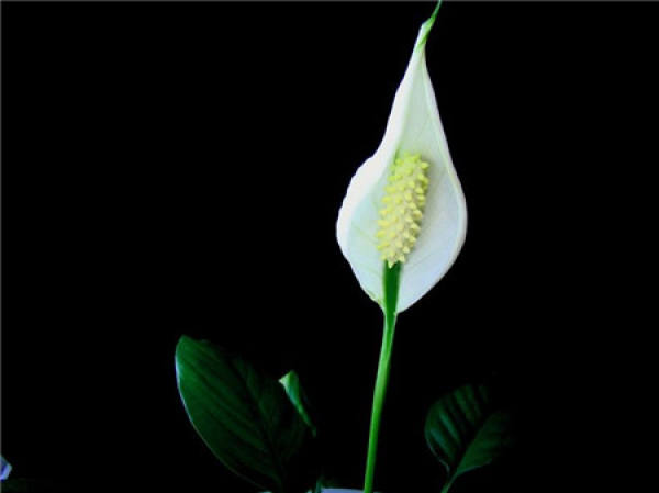The Best Maintenance Environment of Spathiphyllum
