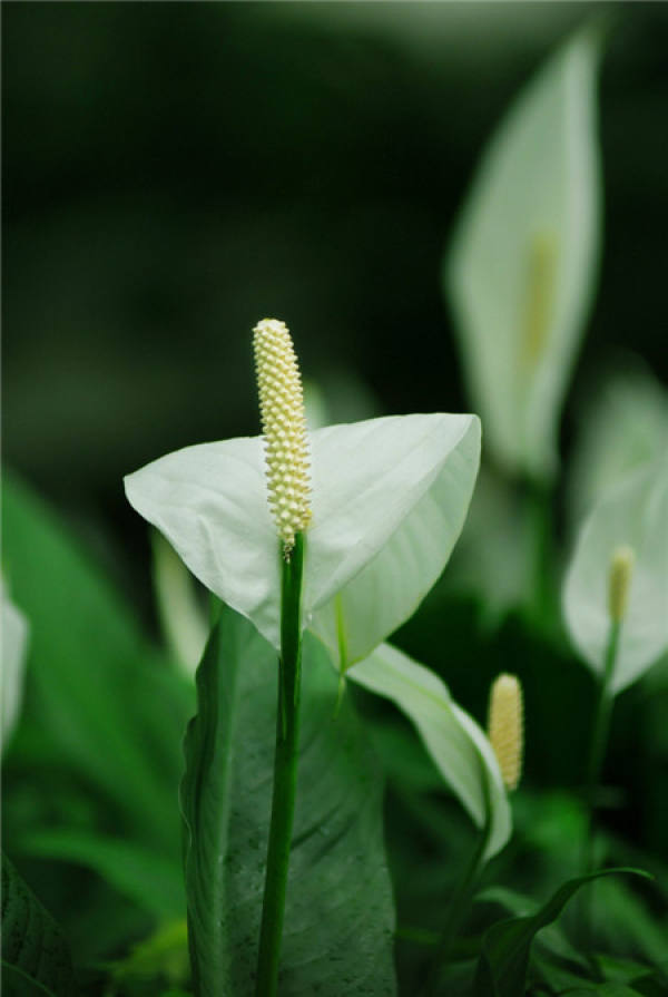 the best conservation environment for Spathiphyllum