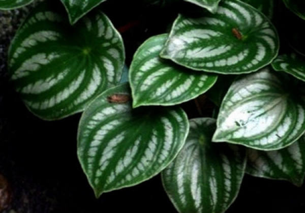 Watermelon Peperomia