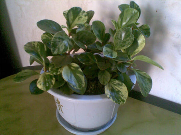 Watermelon Peperomia