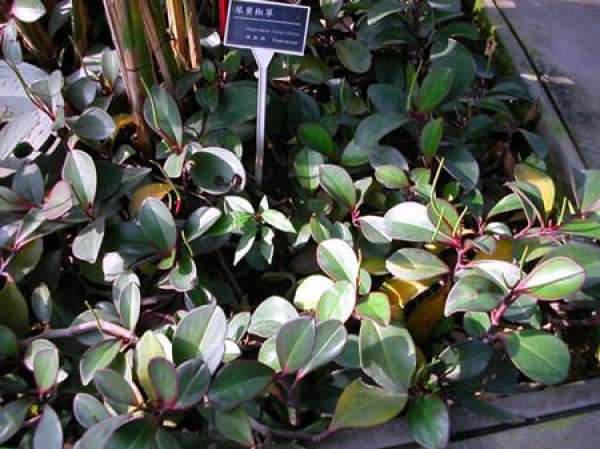 Watermelon Peperomia