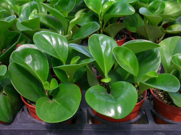 Watermelon Peperomia