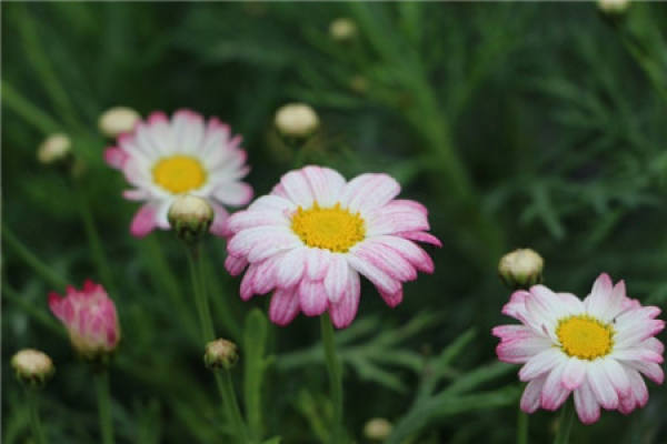 Margaret's Pink Spray