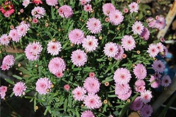 Margaret's Pink Spray