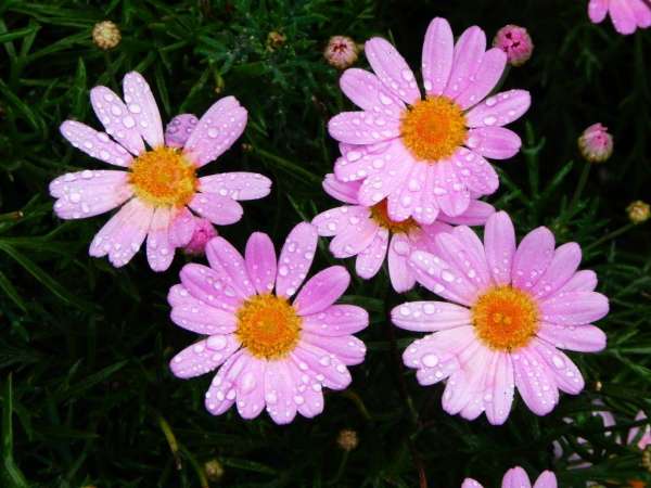 Margaret's Pink Spray