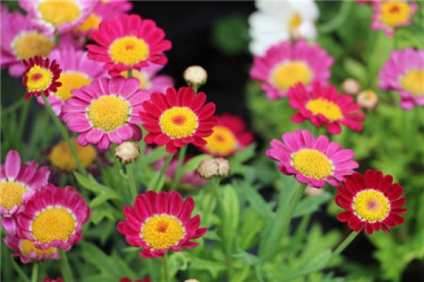 Marguerite Red Candy
