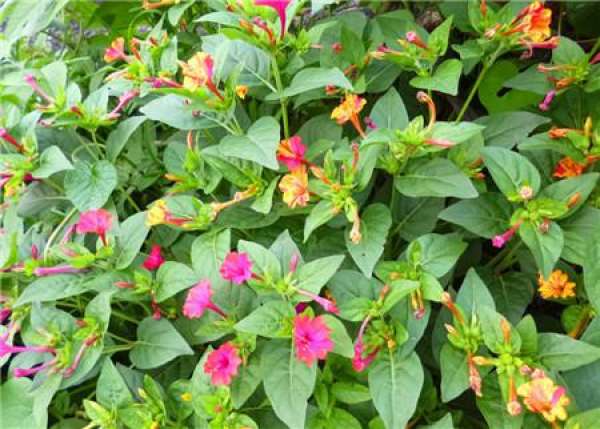 Ornamental function of Mirabilis jalapa