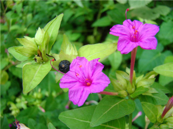 the ornamental function of Mirabilis jalapa