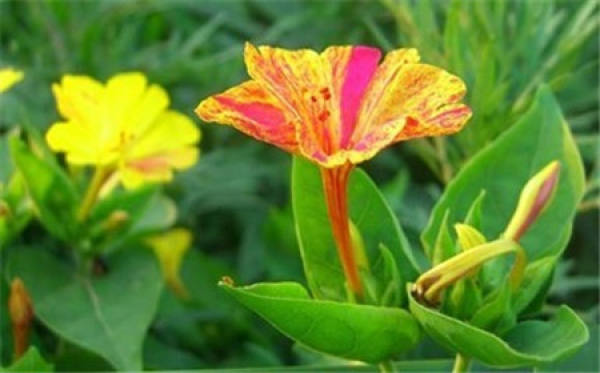Other functions of Mirabilis jalapa