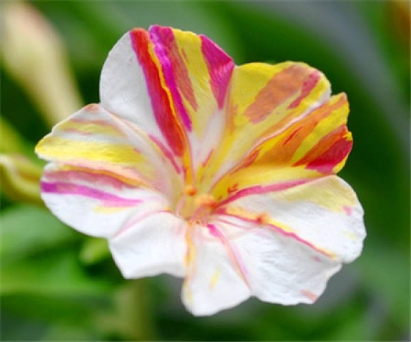 seed propagation of Mirabilis jalapa
