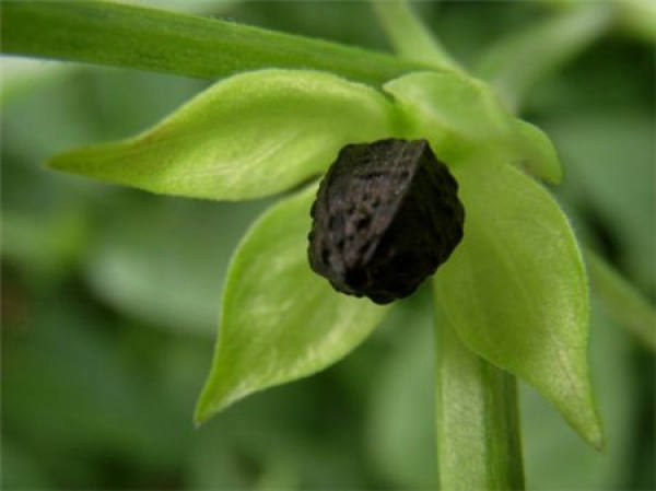 Sowing and Propagation of Mirabilis jalapa