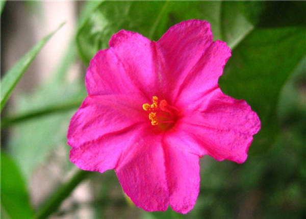 Mirabilis jalapa cutting propagation