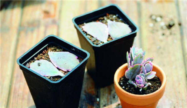 Succulent plant leaf cuttings