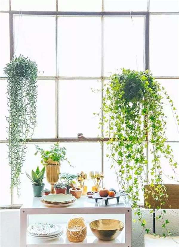 Green plants on both sides of the home