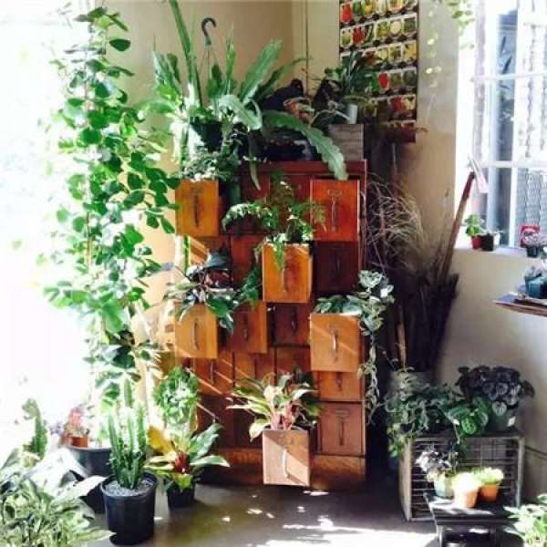 Green plants on both sides of the home