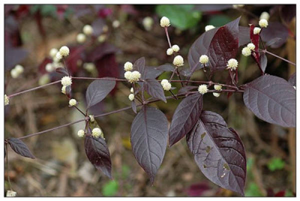 Selection of Amaranthus tinctorius Shoot