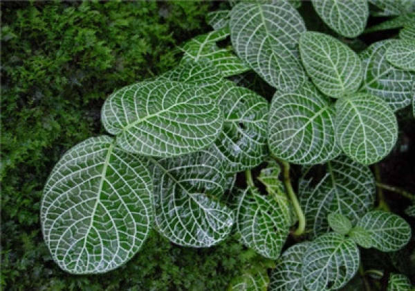 Introduction of Reticulate Grass