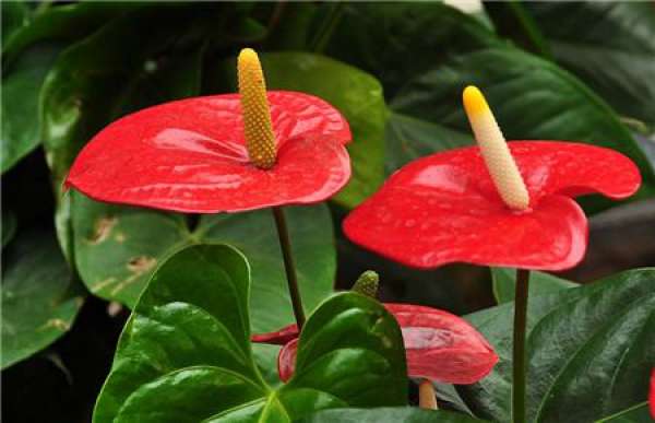 Anthurium