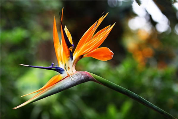 Strelitzia Regina