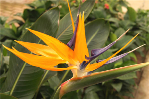 Strelitzia Regina