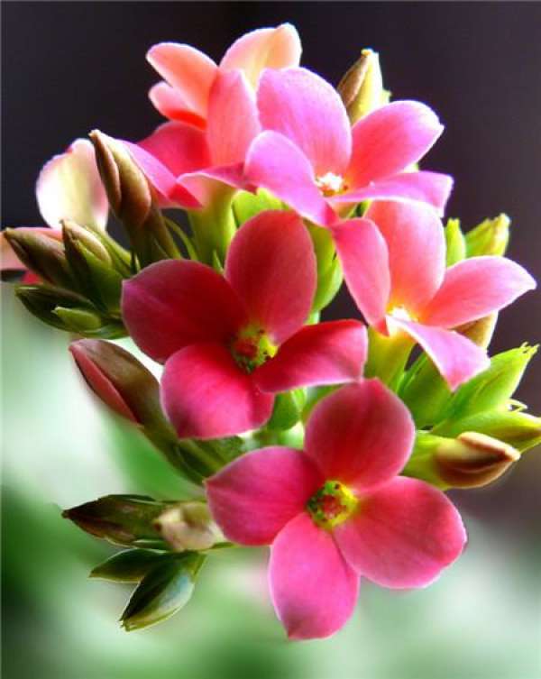 Pot changing method of Kalanchoe blossfeldiana in summer