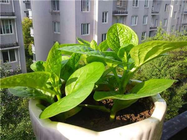 Planting vegetables on the balcony
