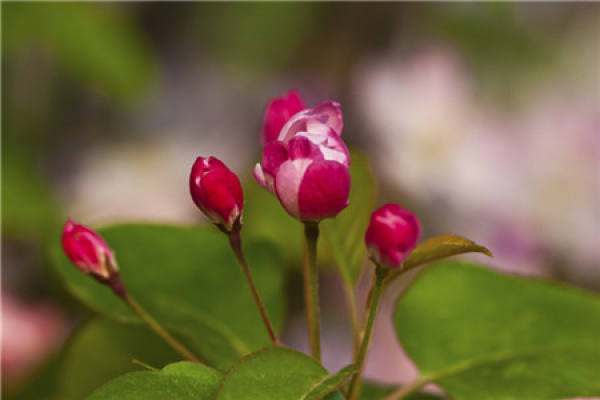 Malus sieboldii